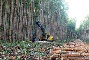 plantacion-de-arboles-maderables.jpg