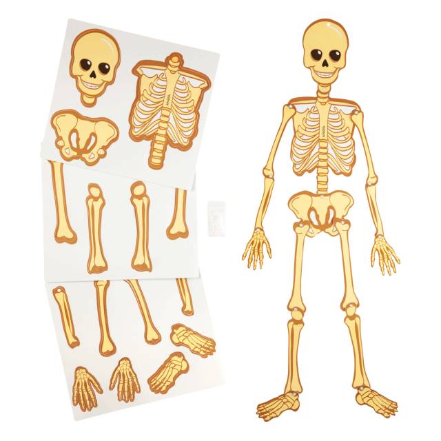 Figura articulada de esqueleto humano