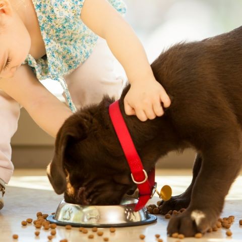 niña dando de comer a un perrito